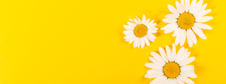 Floral camomile pattern on bright yellow background, top view, flat layの写真素材