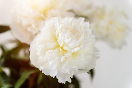 Bunch of amazing peonies in the vase on white wall backgroundの写真素材