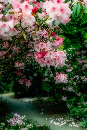 Beautiful Garden with blooming trees during spring time, Wales, UKの写真素材