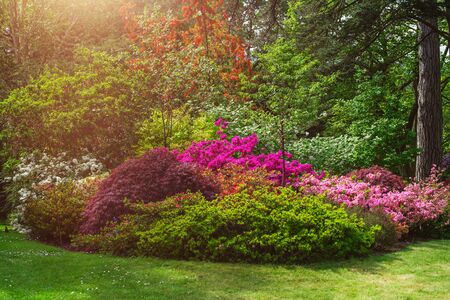 Beautiful Garden with blooming trees during spring time, Wales, UKの写真素材