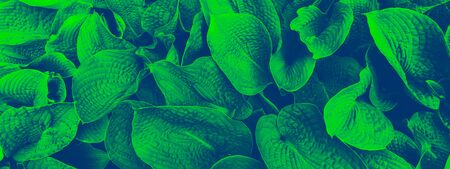 Green leaves pattern background, Natural background and wallpaper, banner size, duotone image