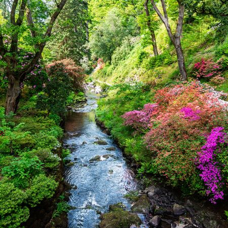 Beautiful Garden with blooming trees during spring time, Wales, UKの写真素材