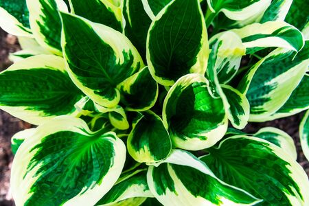 Green leaves pattern background, Natural background and wallpaperの写真素材