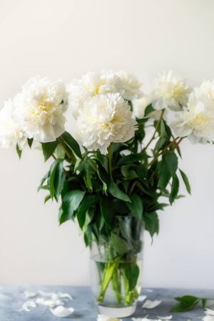 Bunch of amazing peonies in the vase on white wall backgroundの写真素材