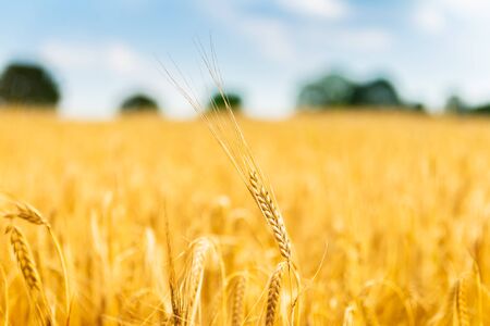Autumn Landscape of Golden Wheat Field with Blue Sky and White Clouds, selective focus, shallow DOF