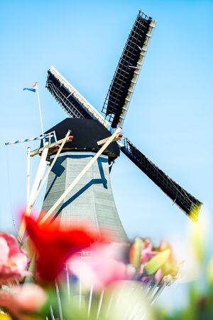 One of the worlds largest flower gardens in Lisse, the Netherlands. Close up of blooming flowerbeds of tulips, hyacinths, narcissus and Dutch wind mill on the backgroundの写真素材