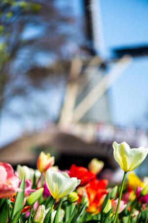 One of the world's largest flower gardens in Lisse, the Netherlands. Close up of blooming flowerbeds of tulips, hyacinths, narcissus and Dutch wind mill on the backgroundの写真素材