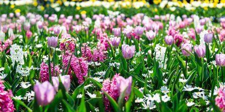 One of the worlds largest flower gardens in Lisse, the Netherlands. Close up of blooming flowerbeds of tulips, hyacinths, narcissus, banner sizeの写真素材