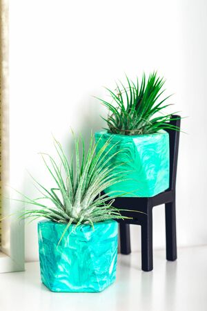Collection of marbled geometric succulent planters with beautiful tiny succulent plants on white shelf against white wall. Lifestyle home decorationの写真素材
