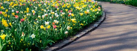 One of the world's largest flower gardens in Lisse, the Netherlands. Close up of blooming flowerbeds...