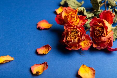 Dried orange roses, bunch of beautiful faded flowers on blue backgroundの写真素材