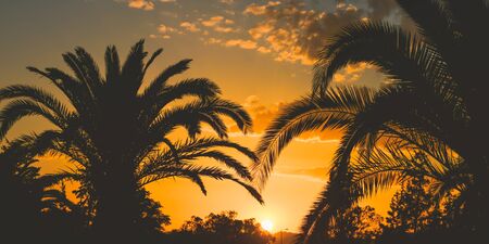 Palm trees agains golden sky with clouds. Summer holidays concept, sunset at Crete, Greece. Banner sizeの写真素材