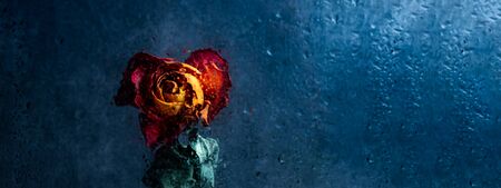 Dried orange rose. Beautiful faded flower through the glass with rain drops. Sad love concept. Copy space, toned in blue, bannerの写真素材