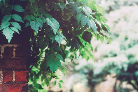 Details of old red brick wall with green leaves during summer, background imageの写真素材