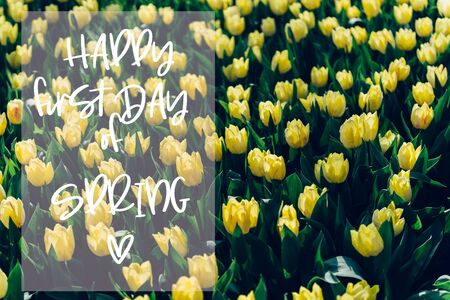 Happy first day of spring phrase in the frame. Flowerbeds of blossoming tulips during spring. One of the worlds largest flower gardens in Lisse, the Netherlands.の写真素材