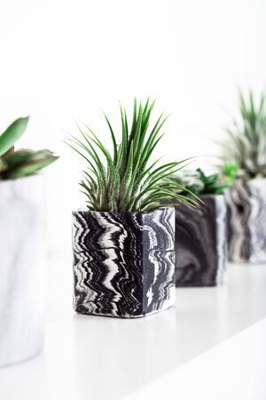 Collection of marbled geometric succulent planters with beautiful tiny succulent plants on white shelf against white wall. Lifestyle home decorationの写真素材