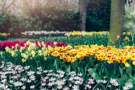 Close up of blooming flowerbeds of blossoming tulips during spring. Public world's largest flower garden in Lisse, the Netherlands.の写真素材