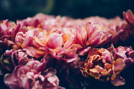Close up of blooming flowerbeds of blossoming pink tulips during spring. Public flower garden, Netherlands.の写真素材