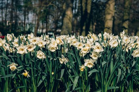 Close up of blooming flowerbeds of blossoming narcissus during spring. Public flower garden, Netherlands.の写真素材