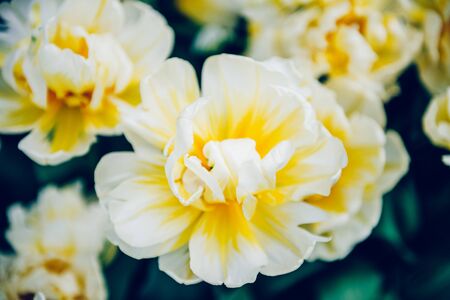 Close up of blooming flowerbeds of amazing white tulips during spring. Public flower garden, Netherlands. Dark moody photoの写真素材