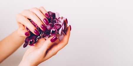 Stylish trendy purple female manicure. Woman hands are holding orchid flowers, banner sizeの写真素材