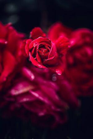 Beautiful red roses blooming in the garden during summer timeの写真素材
