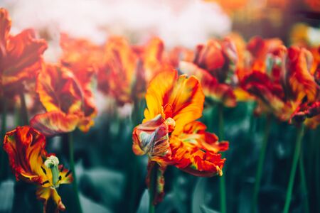 Close up of blooming flowerbeds of amazing orange parrot tulips during spring. Public flower garden, Netherlands. Dark moody photoの写真素材