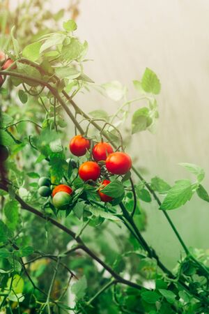 Close up of homegrown organic cherry tomatoes growing in a vegetable greenhouse gardenの写真素材
