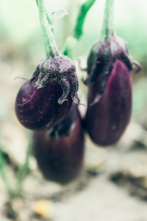 Close up of homegrown organic eggplant growing in a vegetable greenhouse garden.の写真素材
