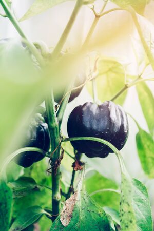 Close up of homegrown organic black sweet peppers growing in a vegetable greenhouse garden. Unusial strange vegの写真素材