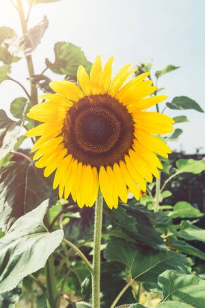 Close up of homegrown organic sunflower growing in a vegetable garden against bright blue skyの写真素材