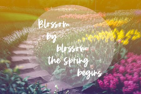 Blossom by blossom the Spring begins phrase in the frame. Nice curvy path between flowerbeds of...