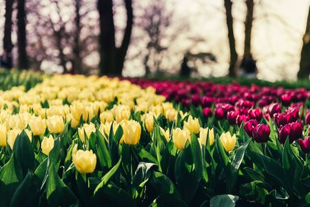 Close up of blooming flowerbeds of blossoming tulips during spring. One of the world's largest...