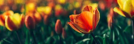 Close up of fields of blossoming yellow and red tulips during spring, Netherlandsの写真素材