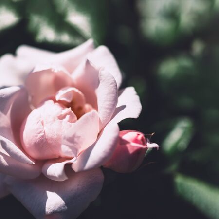 Beautiful light pink roses blooming in the garden during summer timeの写真素材