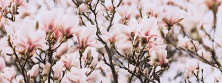 Beautiful Light Pink or Purple Magnolia Tree with Blooming Flowers during Springtime in English Garden, UK, banner sizeの写真素材