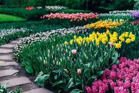 Nice curvy path between blooming flowerbeds of blossoming tulips during spring. One of the worlds largest flower gardens in Lisse, the Netherlands.の写真素材
