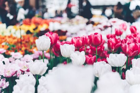 Close up of blooming flowerbeds of blossoming tulips during spring. Public flower garden, Netherlands.の写真素材