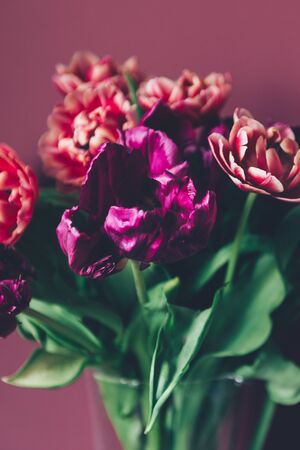 Beautiful Bunch of Peony Style Tulips in the Vase on the dusty pink background, spring holiday concept, copy spaceの写真素材