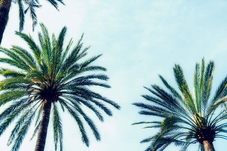 Palm trees against blue sky. Summer holidays concept, Palma de Mallorka