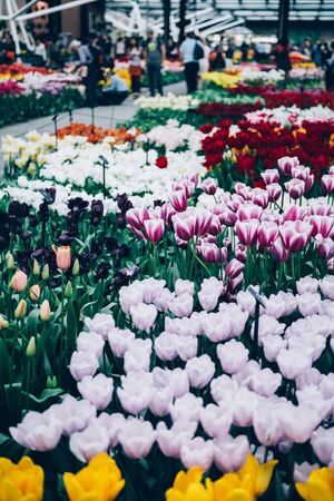 Close up of blooming flowerbeds of blossoming tulips during spring. Public flower garden, Netherlands.の写真素材
