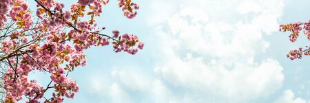 Beautiful Pink Sakura flowers, cherry blossom during springtime against blue sky, banner sizeの写真素材