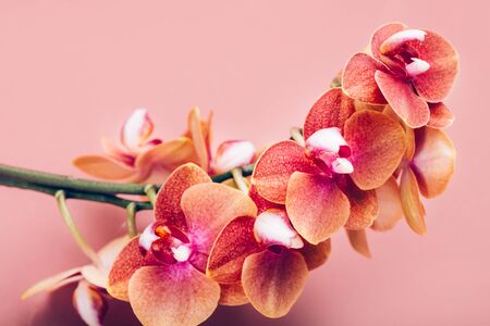 Orange Phalaenopsis Orchid Plant or Moth Orchid on Pink Backgroundの写真素材