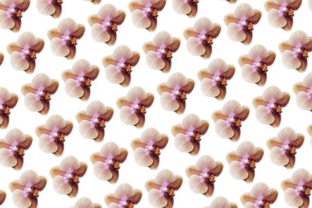 Pattern made from Orange Phalaenopsis Orchid Plant or Moth Orchid on isolated backgroundの写真素材
