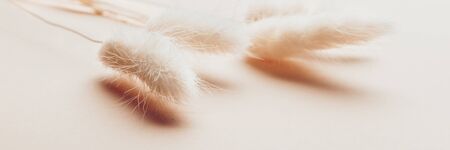 Home Decor from Rabbit Tail Grass Dried Flowers Bouquet, flat lay, copy space, banner sizeの写真素材