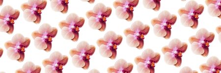Pattern made from Orange Phalaenopsis Orchid Plant or Moth Orchid on isolated background, banner sizeの写真素材