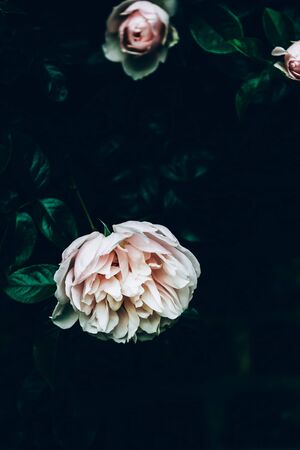 Beautiful light pink roses blooming in the garden during summer timeの写真素材
