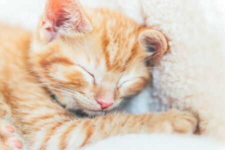 Cute little ginger kitten sleeps on white soft cat beddingの写真素材