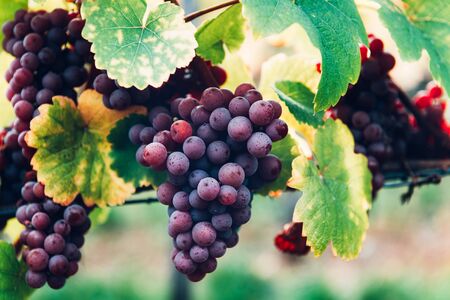 Vineyards at sunset during autumn harvest season. Ripe grapes in fall in Alsace, Franceの写真素材