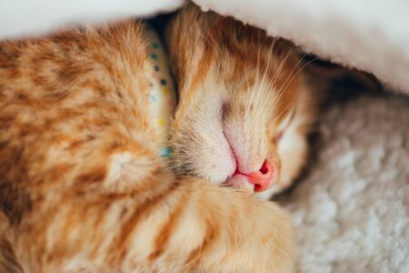 Cute little red kitten sleeps on white soft cat beddingの写真素材